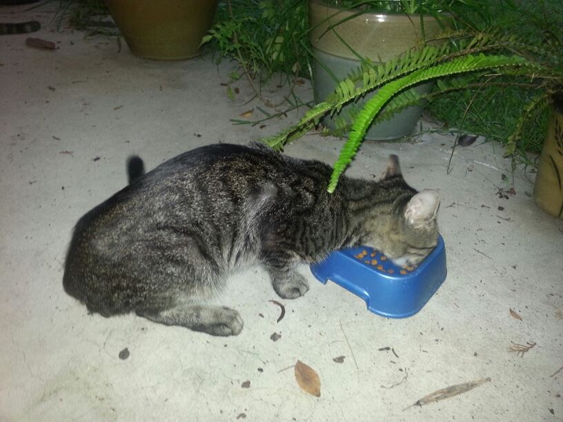 a skinny cat is eating from a bowl on pavement surrounded by potted plants likely outside