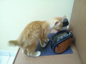 a small orange cat with a stump tail is investigating an open purse