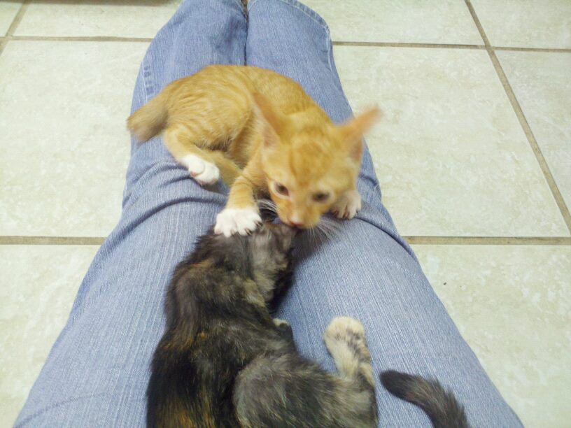 two small cats are wrestling on someone's lap