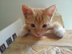 a small orange cat is leaning down over the edge of a wooden surface