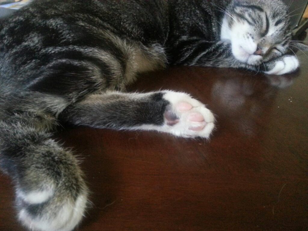 a cat is asleep on a table with its feet stretched towards the camera