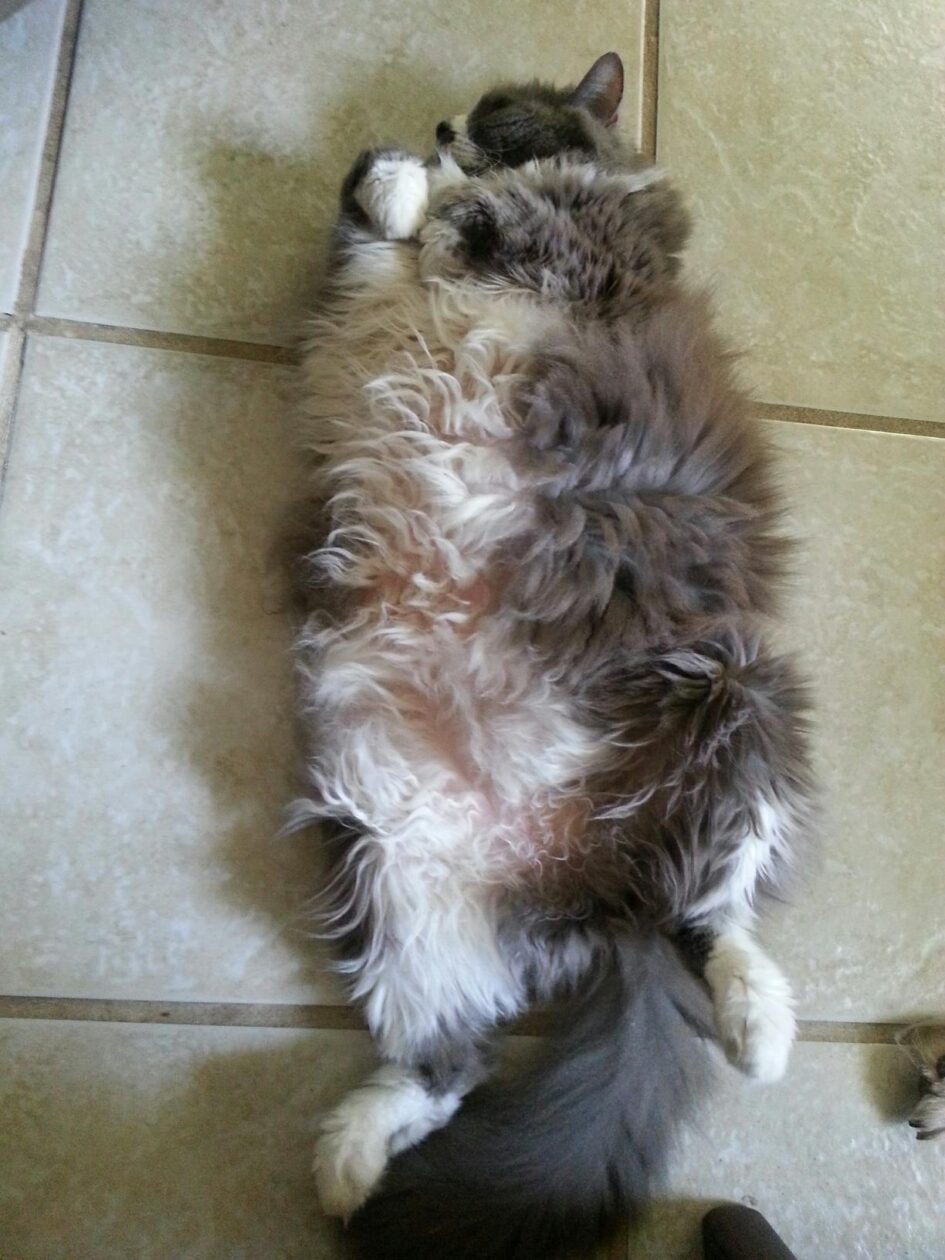 looking down at a very fluffly cat laying on its back to show its white belly