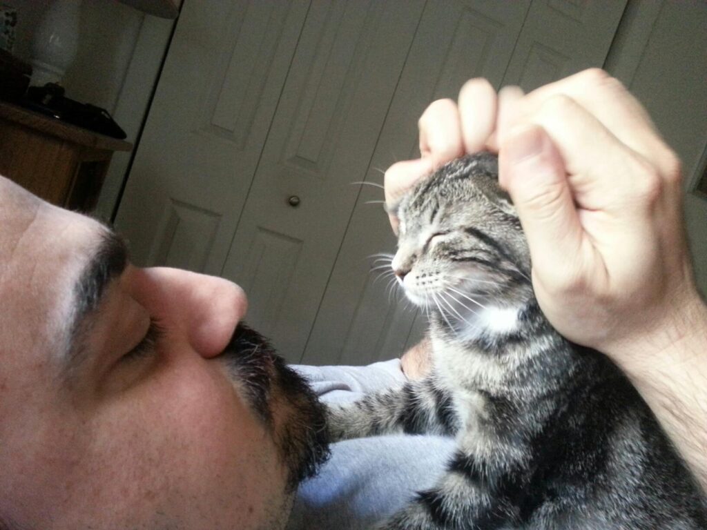 a person is petting a small cat sitting on his chest