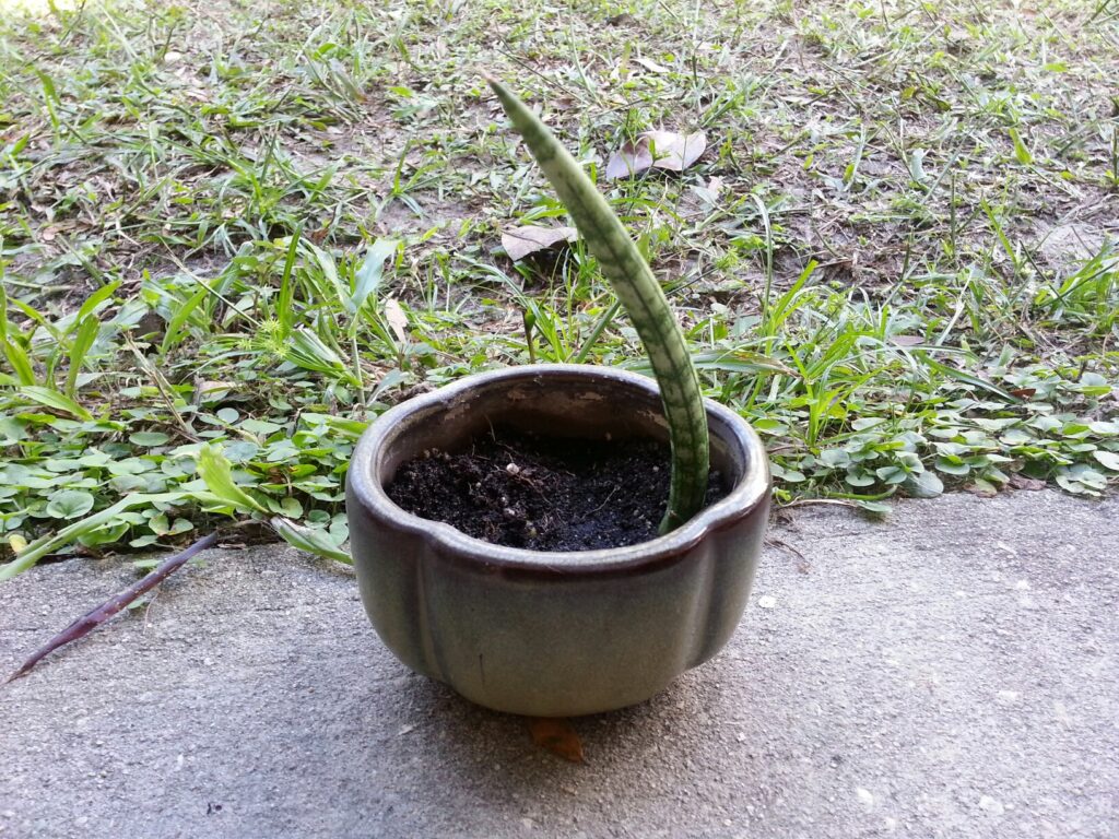 a small pot has one curved stalk of a plant growing out of it