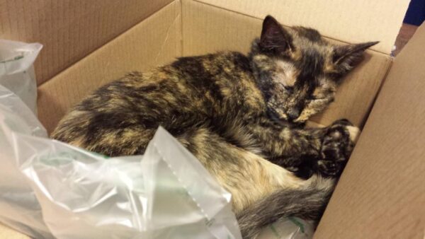 a tortie cat is asleep in a box with packing material in it