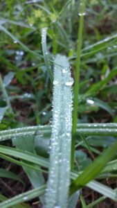 close up of a curved blade of grass covered in tiny spheres of dew