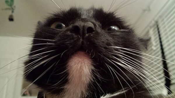 close up view of a cat with a black face and a tiny white chin