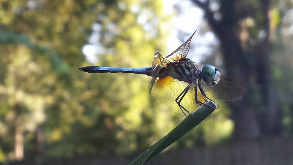 close up of a blue dragonfly on the tip of a stick