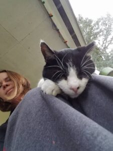 a black and white cat is sitting on someone's lap and is seem from below with their head hanging off their knees asleep