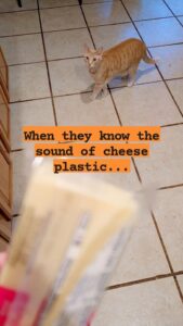 a cat is walking casually across a time floor looking up at a hand in the blurry foreground holding cheese and the text 'when they know the sound of cheese plastic'