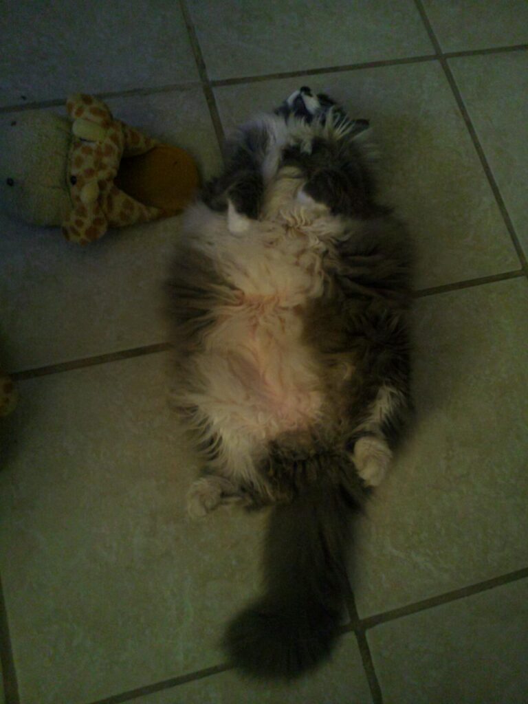 a very large and fluff gray and while cat is laying on its back on the floor next to a soft yellow slipper shaped like a giraffe 