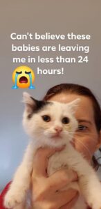 someone is holding a fluffy white kitten up to the camera in front of their face and there is text saying 'Can't believe these babies are leaving me in less than 24 hours' and a crying emoji