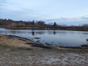 several alligators are at rest on the sandy ad straw covered bank of a calm pond with a stand of leafless trees in the distance under and pale gray sky