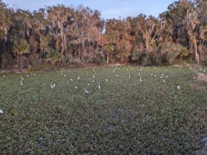 dozens of large white wading birds are scattered across the greenery on the surface of a pond with trees covered in Spanish moss in the distance