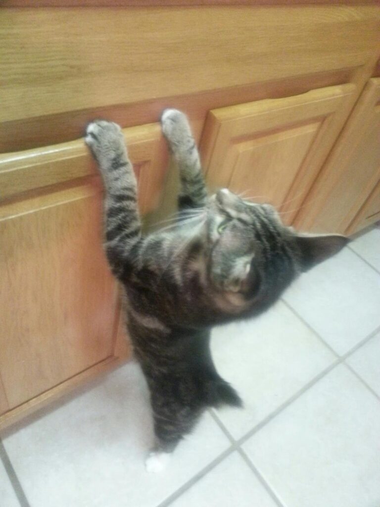 a cat is standing with his paws on the front of a kitchen cabinet looking hopeful