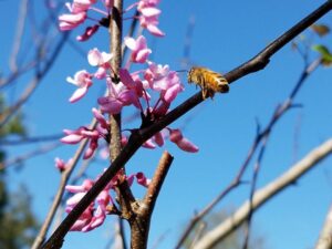 a bee is attempting to land on tiny pink flowers on a branch