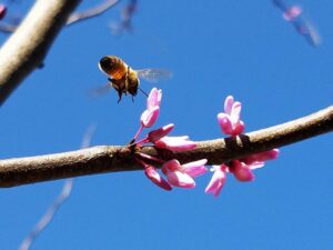 a bee is attempting to land on tiny pink flowers on a branch