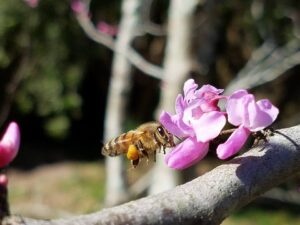 a bee is attempting to land on tiny pink flowers on a branch