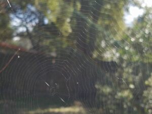 a spider web is caught in the sunlight