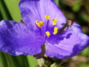 close up of a three petalled purple flower with bright yellow stamens in the middle of purple fluff