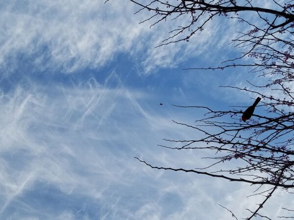 looking up at a bird on a cluster of branches against a blue sky with wind swept clouds looking like lace against the sky