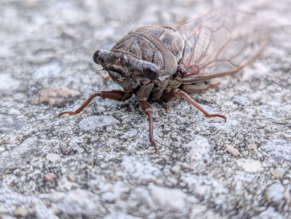 close up of a mottled brown cicada on pavement