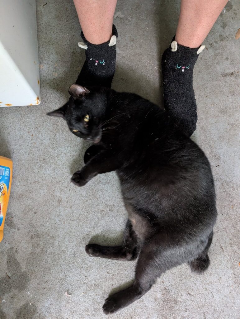 a large black cat is laying at the feet of someone wearing black socks with cat faces embroidered on them
